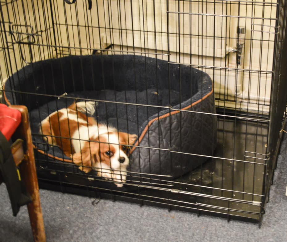 Nell Gywnn's Milly Nell Gywnn's Milly