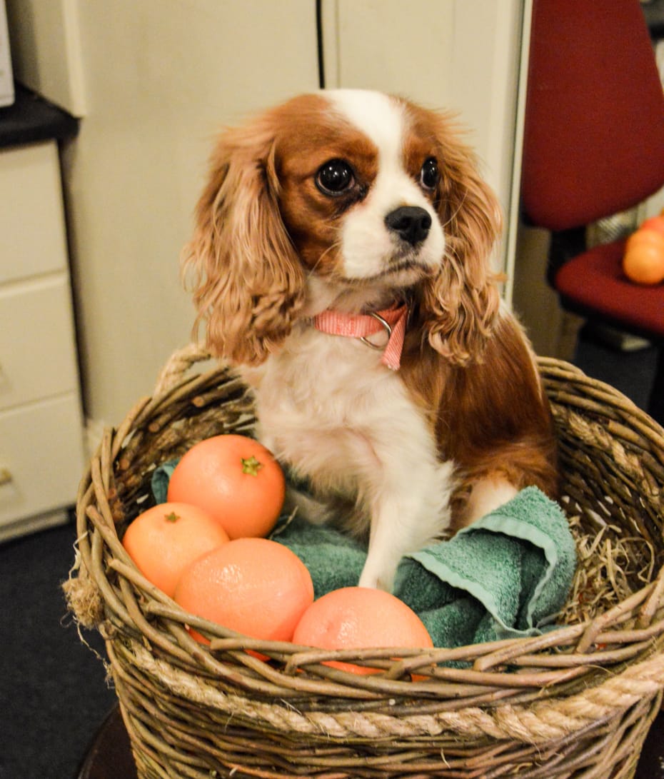 Nell Gywnn's Milly Nell Gywnn's Milly