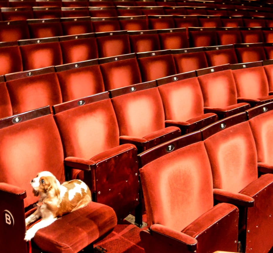 Nell Gywnn's Milly Nell Gywnn's Milly