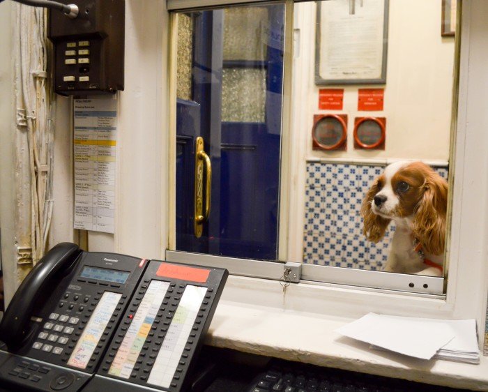 Nell Gywnn's Milly Nell Gywnn's Milly